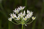 Little River Canyon onion